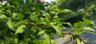 木槿翠绿枝叶展现自然生机