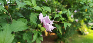 绿叶丛中的娇艳木槿花