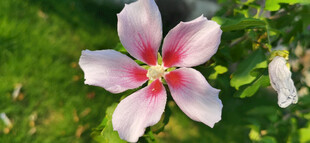 娇艳绽放的粉色木槿花