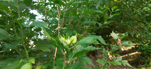 绿叶繁茂的木槿枝叶