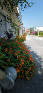 路边盛放的多彩五色梅景观