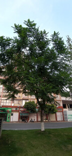 绿树掩映下的建筑一角