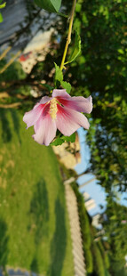 粉色木槿花绽放于绿叶间