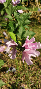 娇艳绽放的粉色木槿花