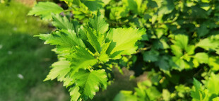 翠绿木槿叶片的生机植物