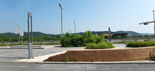 城市道路旁的绿植景观