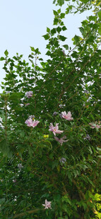 绿叶间绽放的粉色木槿花朵