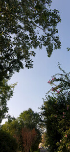 树梢间的蓝天与绿植