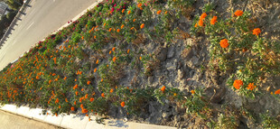 空中俯瞰花坛里多彩花卉景观