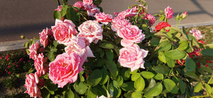 娇艳多彩的盛开玫瑰花