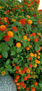 绿叶间的五色梅