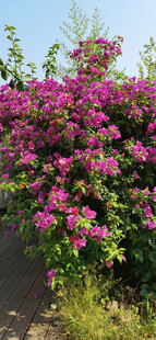 艳丽三角梅绽放于小径旁