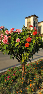 路边绽放的多彩月季花卉