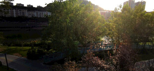 夕阳下的绿树景观