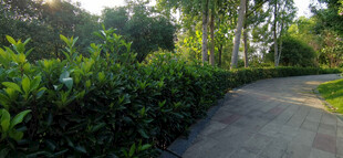 公园里的林间小道