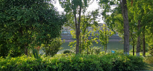 绿意盎然的户外自然景致