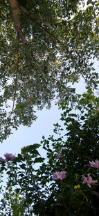 透过枝叶望天空中的繁花