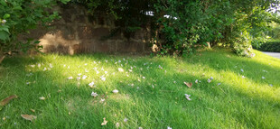 阳光照耀下的翠绿草地