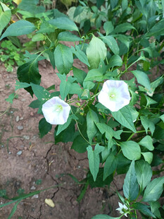 白色牵牛花绽放于绿叶间