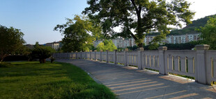 宁静小路旁的围栏与绿树