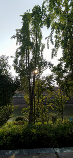 夕阳下的户外绿植景观