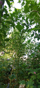 繁茂绿叶的自然景象