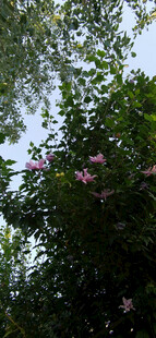 繁花绿树间仰望天空