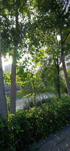 阳光洒落绿意盎然的公园