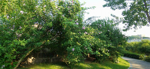 绿意盎然的林间小道