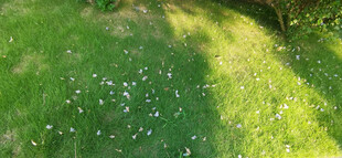 阳光下的翠绿草地与掉落白色花瓣