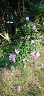 林间绽放的美丽粉色木槿花朵