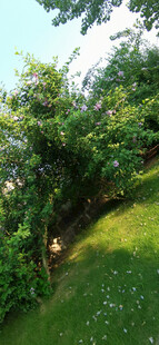 绿意盎然的公园一角