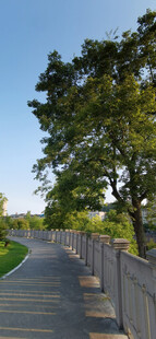 郊外林荫小道风景