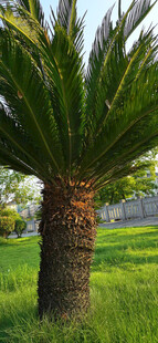 草地上的高大棕榈树