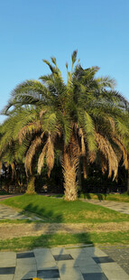 户外单棵棕榈树景观