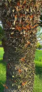 棕榈树树干特写