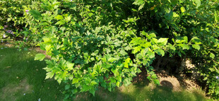 木槿翠绿繁茂的树林一角