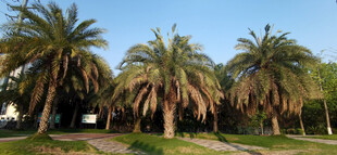 一排棕榈树沐浴在阳光下