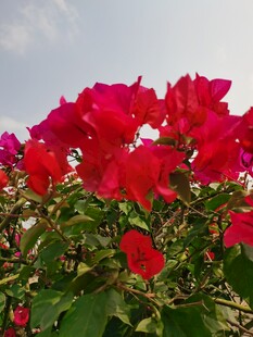 艳丽三角梅绽放