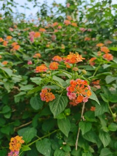 盛开的橙色马缨丹花丛