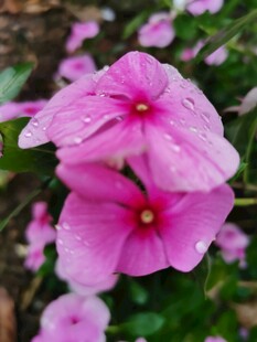 长春花 