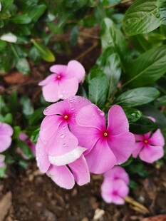 娇艳粉色长春花绽放