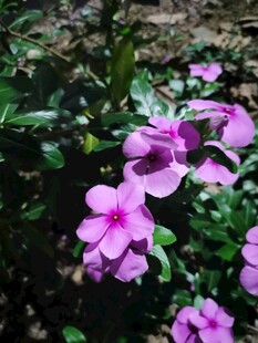长春花 