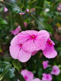 长春花 