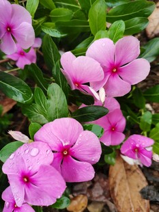 娇艳粉色长春花绽放