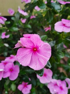 长春花 