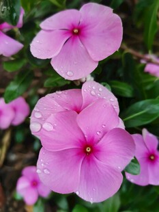 带露长春花绽放