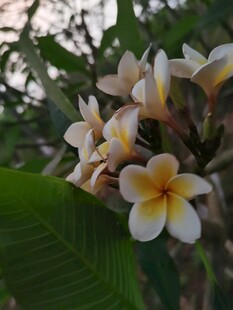 绽放的鸡蛋花