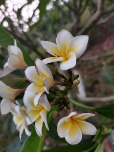 绽放的鸡蛋花
