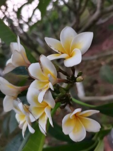 素雅鸡蛋花绽放枝头